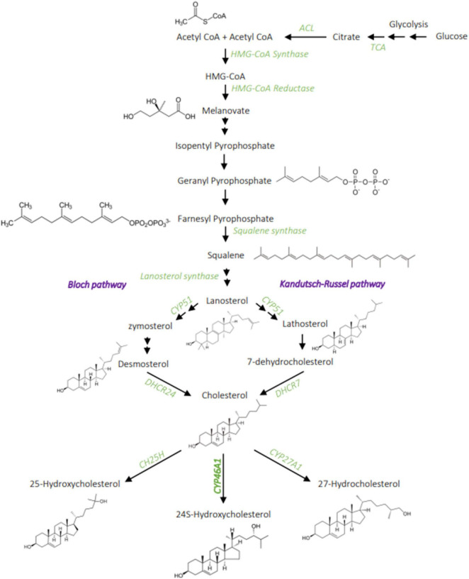 FIGURE 1