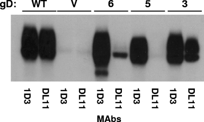 FIG. 5.