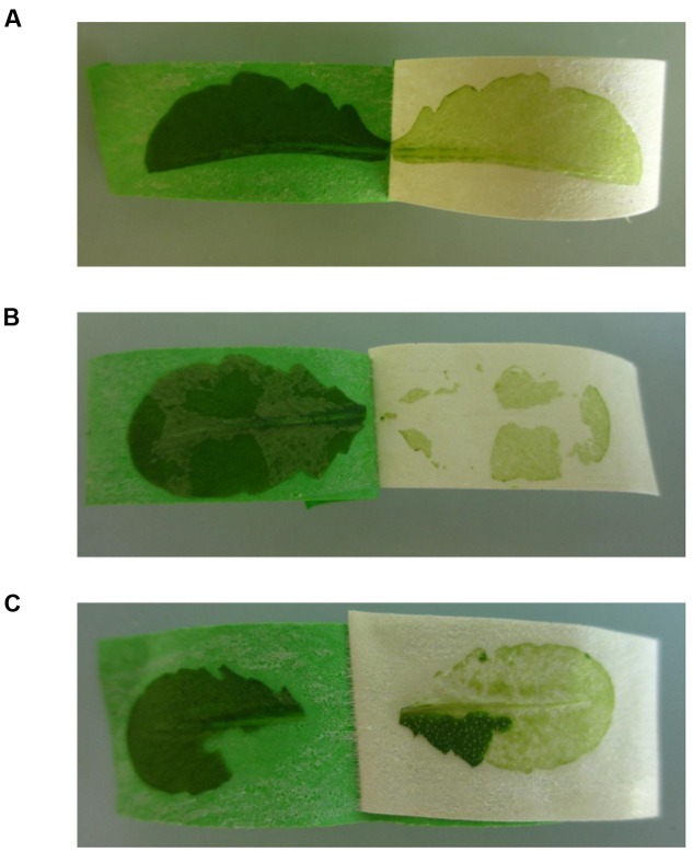 FIGURE 4