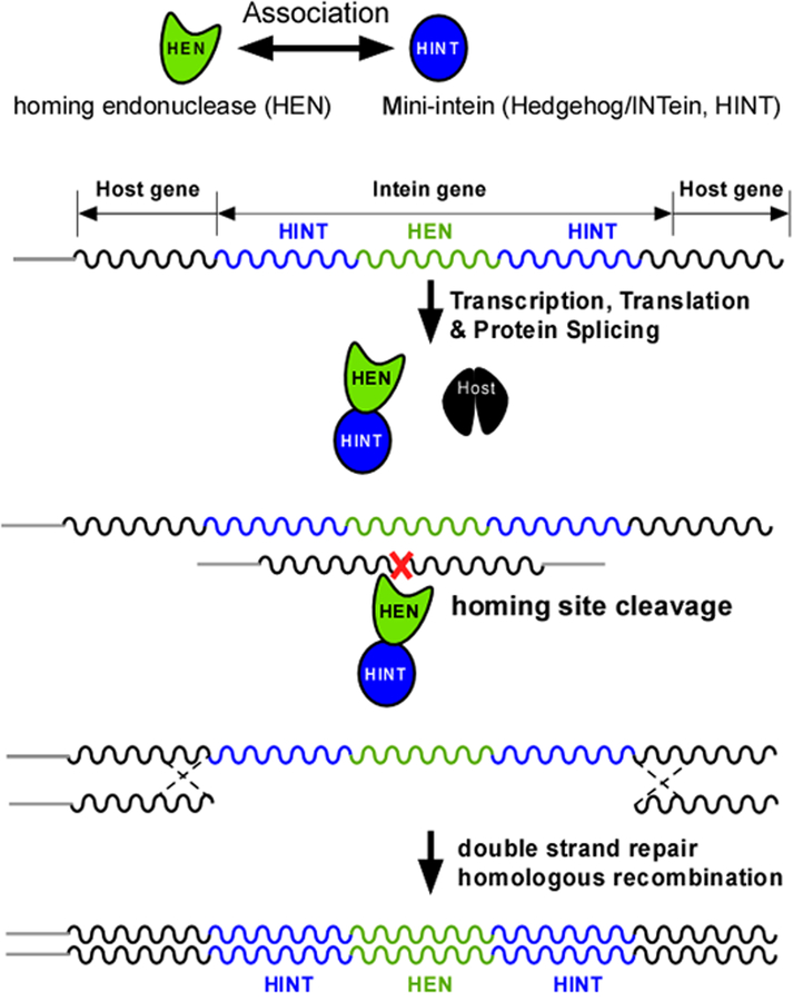 Figure 1: