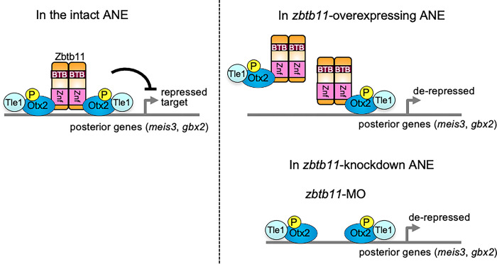 Fig 10