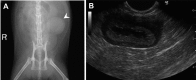 Fig. 1.