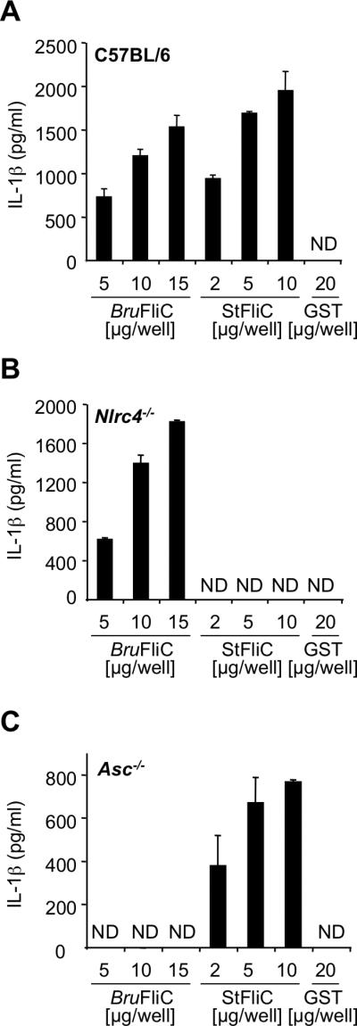 Fig. 6