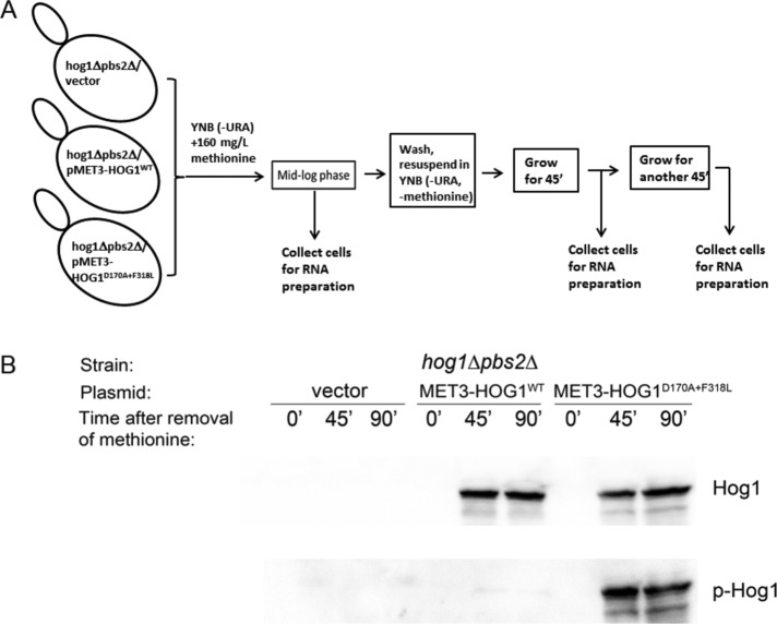 FIGURE 1: