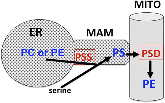 Fig. 7.