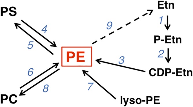 Fig. 5.