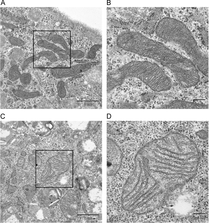 Fig. 10