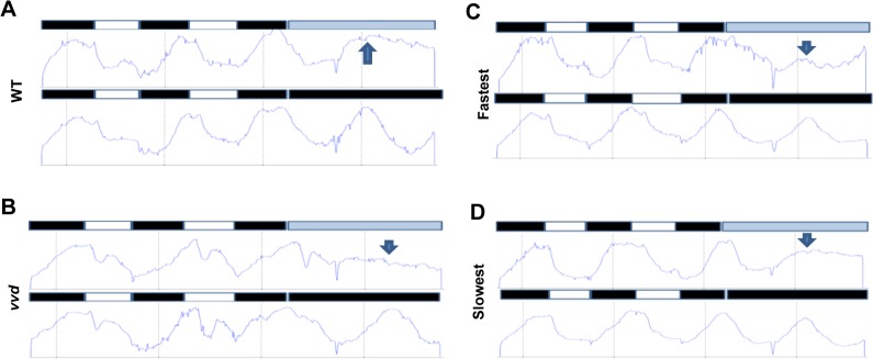 Fig 6