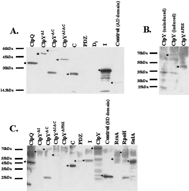 FIG. 2.