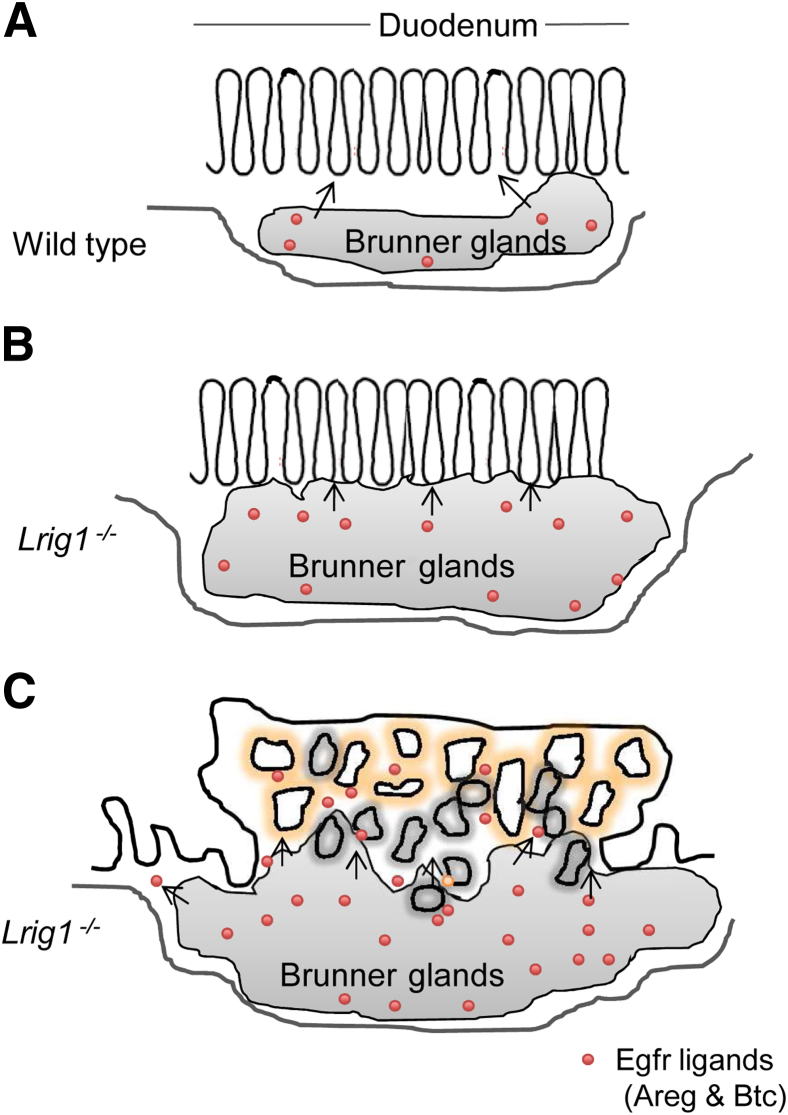 Figure 9