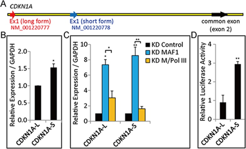 Figure 3—figure supplement 1.