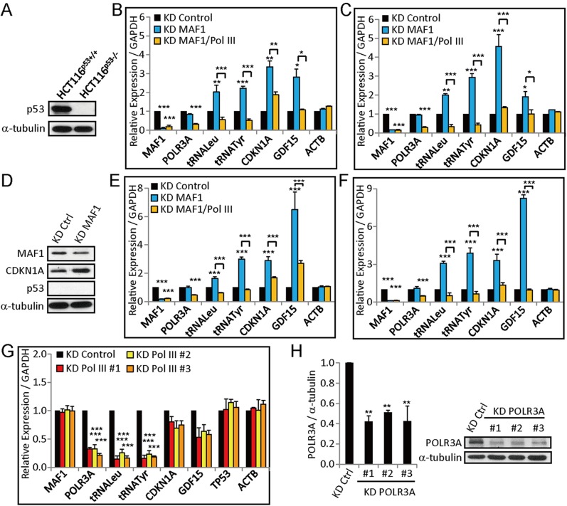 Figure 1—figure supplement 1.