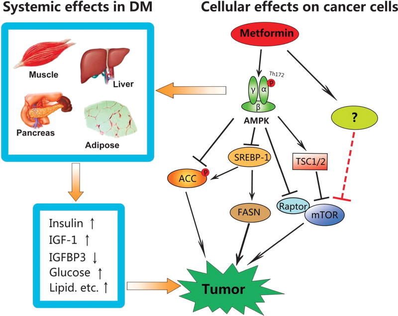 Metformin, an Old Drug, Brings a New Era to Cancer Therapy - PMC