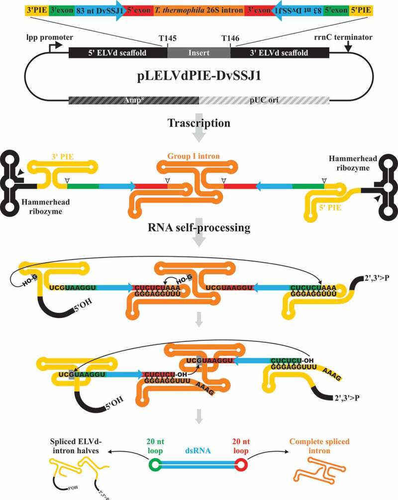 Figure 2.