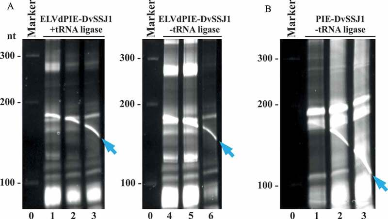 Figure 6.