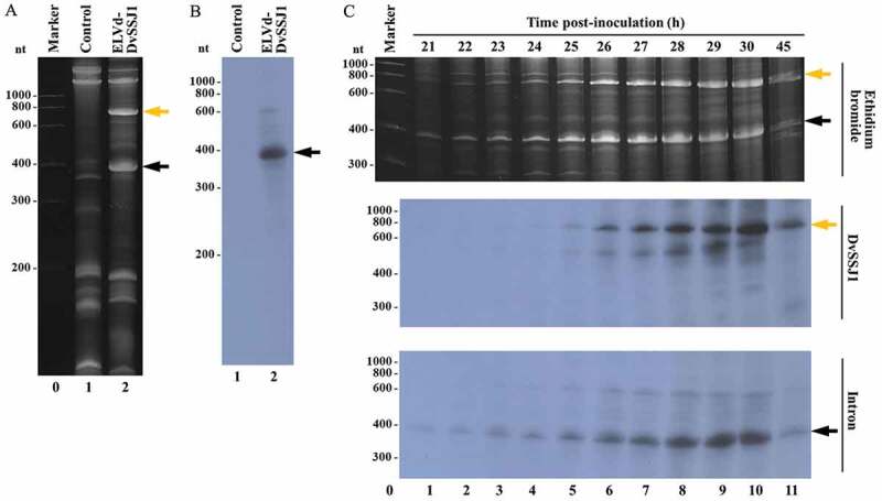 Figure 4.