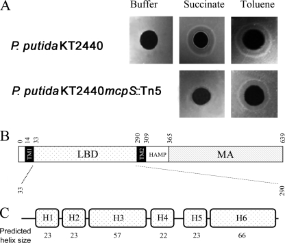 FIGURE 1.