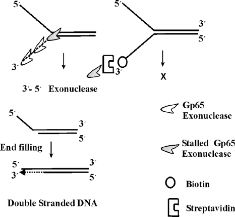 FIG. 8.