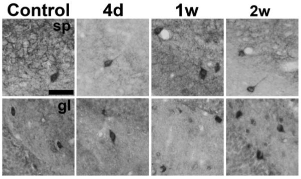 Fig. 8