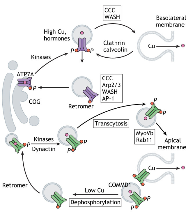 Box 2. Simplified overview of ATP7A and ATP7B trafficking.