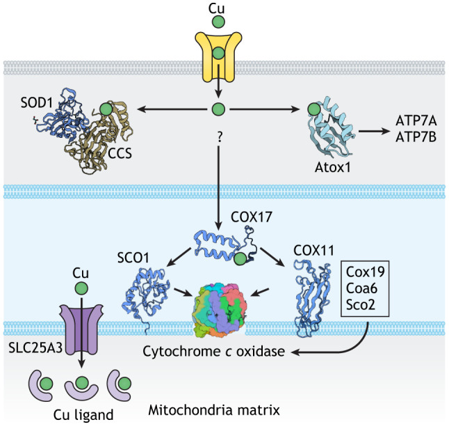 Box 1. Cu chaperones and their known protein targets.