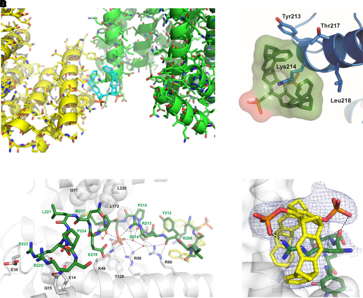 Fig. 7