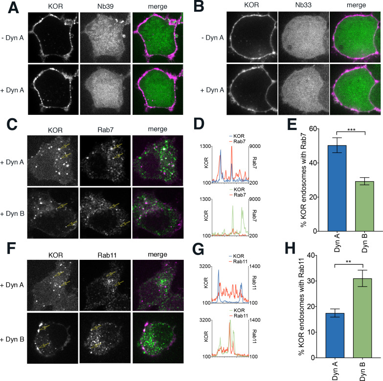 Figure 3—figure supplement 1.