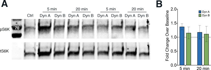 Figure 4—figure supplement 1.