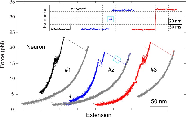 Figure 2—figure supplement 2.