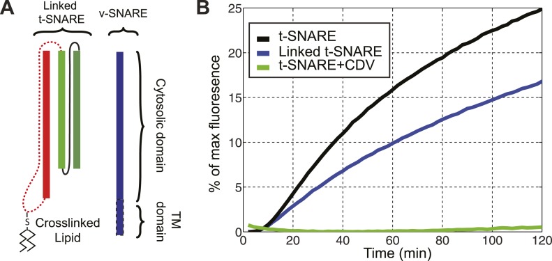 Figure 1—figure supplement 4.