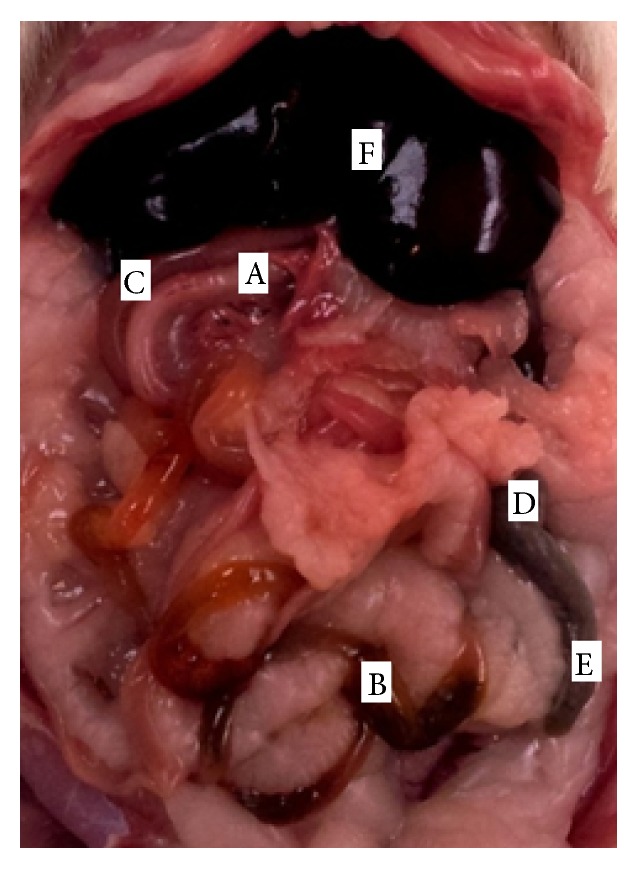 Figure 5