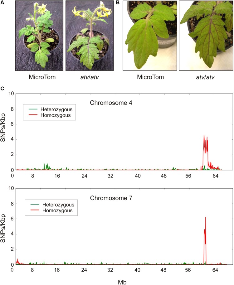 FIGURE 1