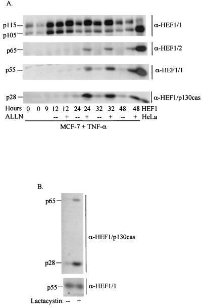 FIG. 6