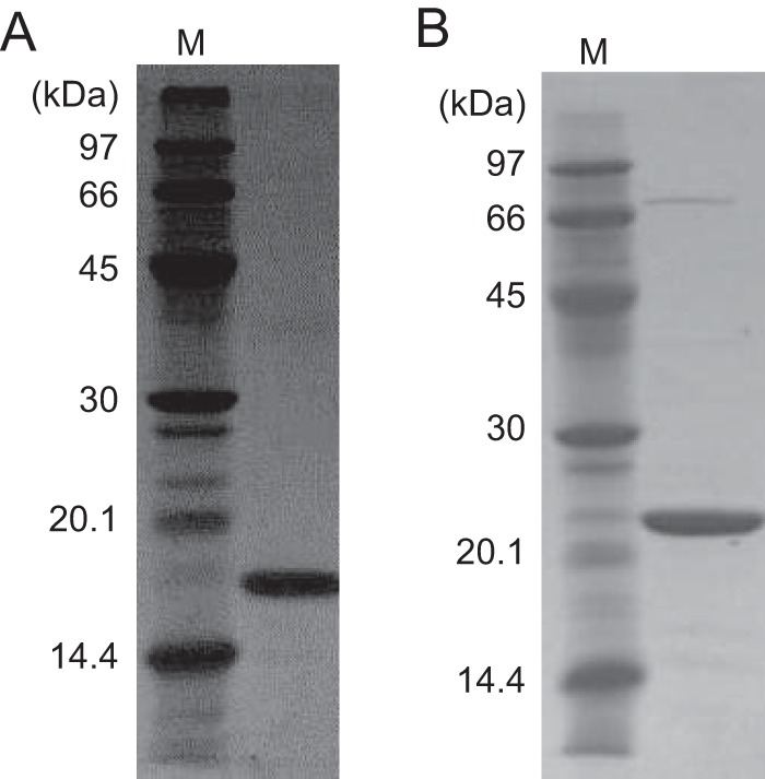 FIG 2