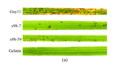 Fig. 5