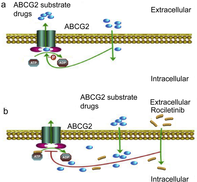 Figure 7