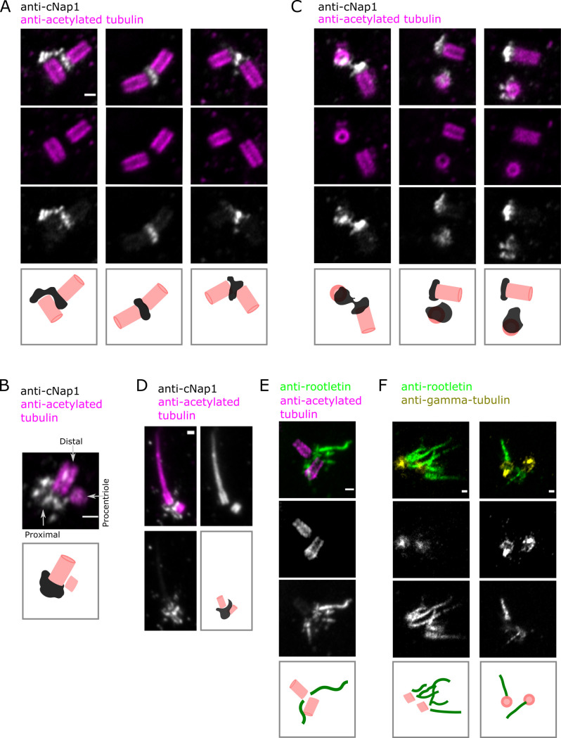 Fig 2