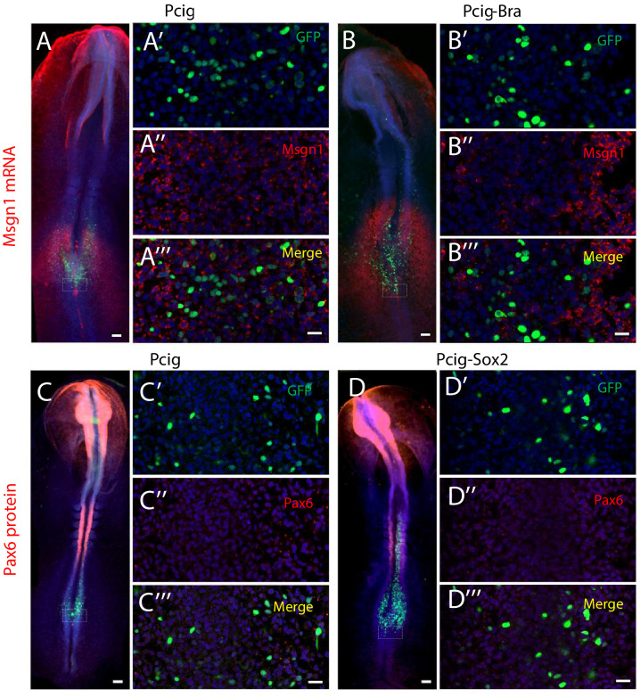 Figure 4—figure supplement 2.