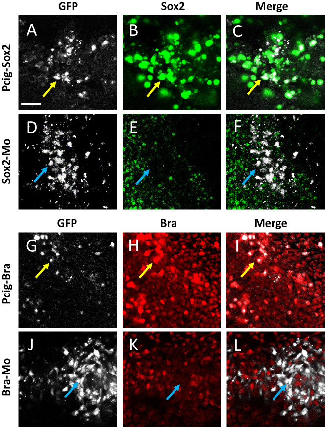 Figure 2—figure supplement 1.