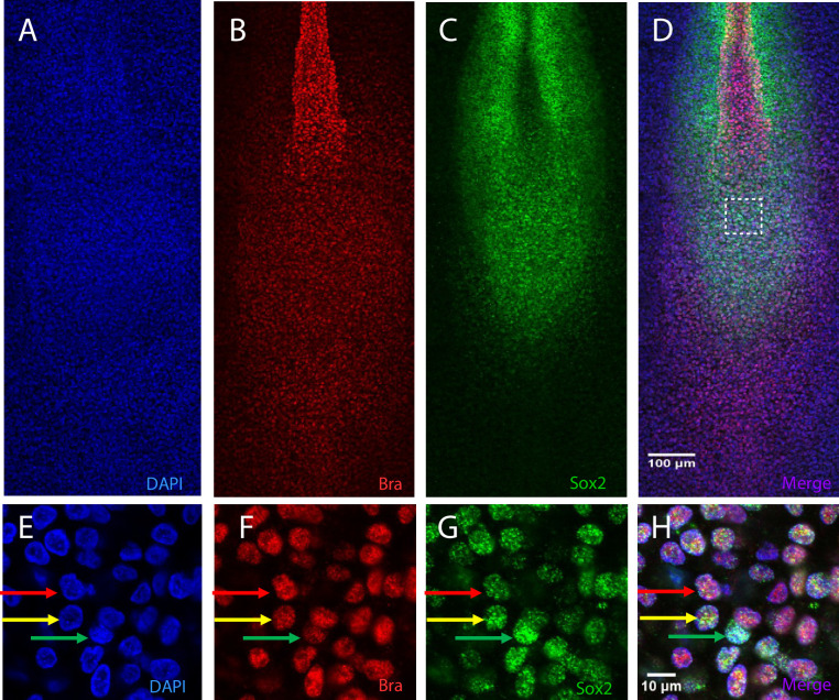 Figure 1—figure supplement 2.