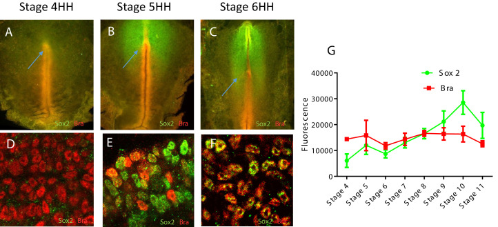 Figure 1—figure supplement 1.