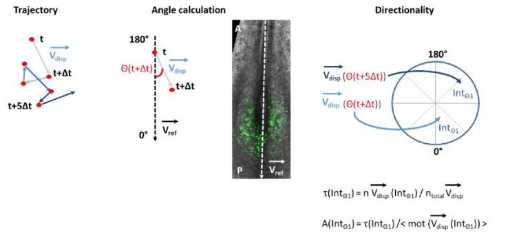 Appendix 1—figure 2.