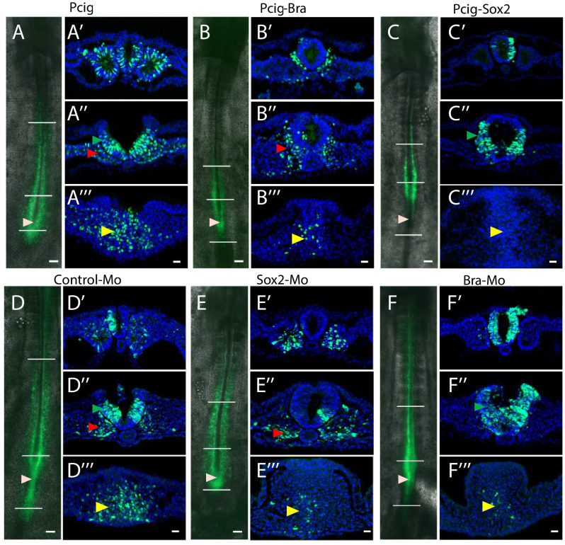 Figure 2—figure supplement 4.