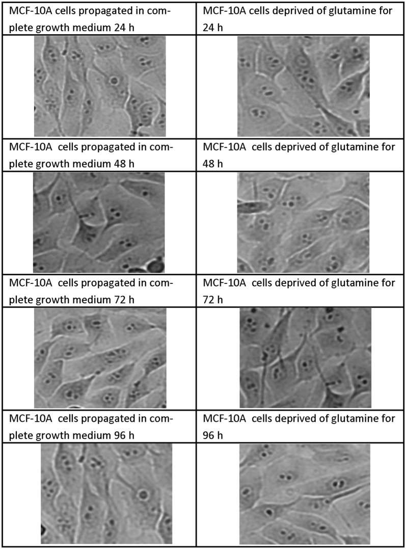 Fig. 4