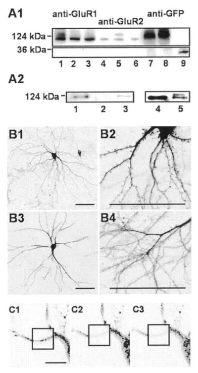 FIG. 1