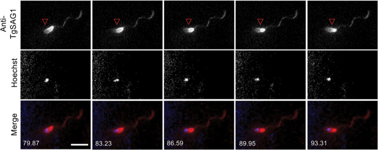 Figure 5—figure supplement 2.