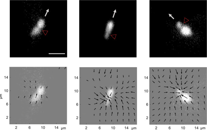 Figure 4—figure supplement 3.