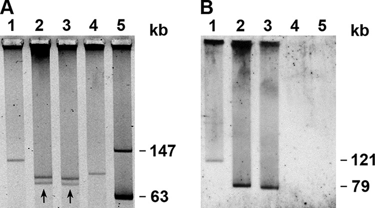 FIG 2