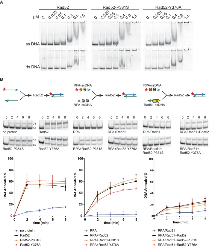 Figure 5—figure supplement 1.