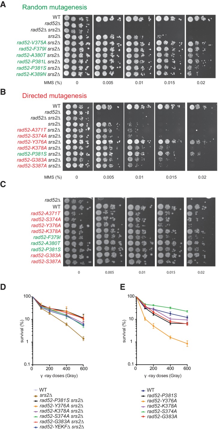 Figure 1—figure supplement 1.